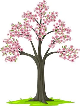 Vector illustration of Bloom pink sakura tree on white background Stock Illustration