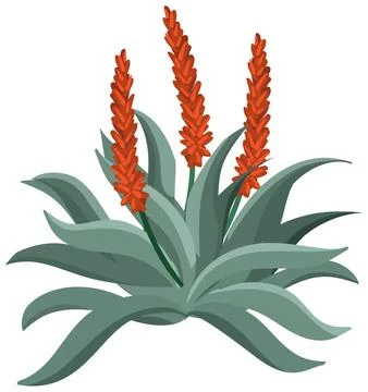 Vector Illustration of a Blooming Aloe Vera Plant with Orange Flowers Stock Illustration