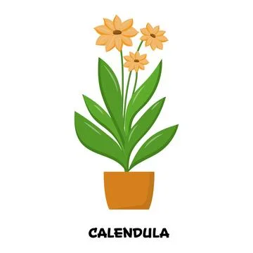 Vector illustration of blooming calendula with buds, green leaves in orange.. Stock Illustration