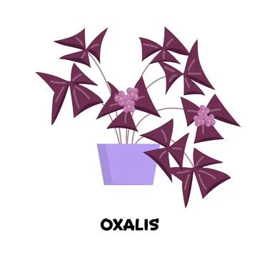 Vector illustration of blooming oxalis with small flowers, colorful leaves .. Stock Illustration