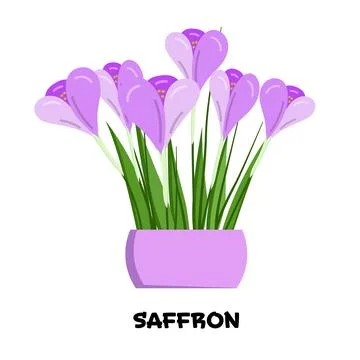 Vector illustration of blooming saffron with large buds, green thin leaves .. Stock Illustration