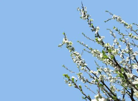 Vector illustration of blossoming apple tree with large copyspace Stock Illustration