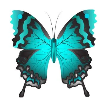 Vector illustration of a blue butterfly Stock Illustration