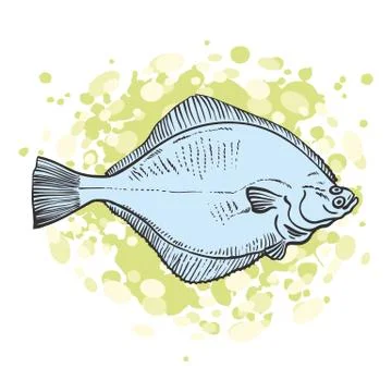 Vector illustration of blue raw halibut in sketch style. Stock Illustration