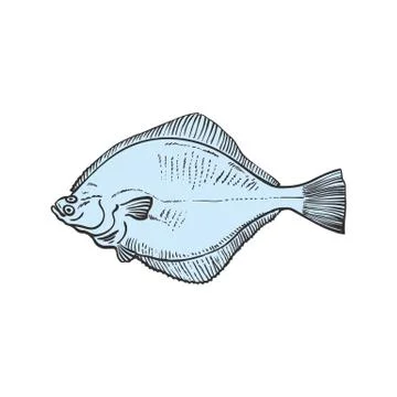 Vector illustration of blue whole raw halibut in sketch style. Stock Illustration