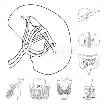 Vector illustration of body and human icon. Set of body and medical stock symbol Stock Illustration