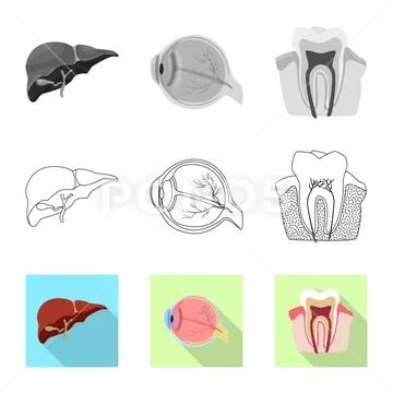 Vector illustration of body and human sign. Collection of body and medical stock Stock Illustration