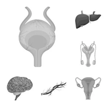 Vector illustration of body and human icon. Collection of body and medical stock Stock Illustration