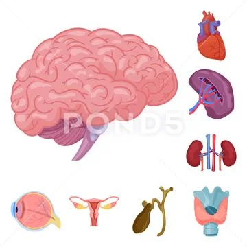 Vector illustration of body and human sign. Set of body and medical stock vector Stock Illustration