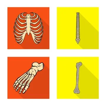 Vector illustration of bone and skeleton symbol. Set of bone and human vector Stock Illustration