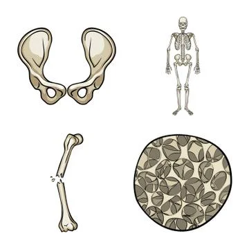 Vector illustration of bone and skeleton sign. Collection of bone and human Stock Illustration