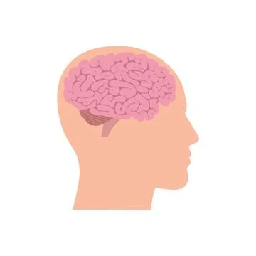 Vector illustration of brain in the head. Stock Illustration