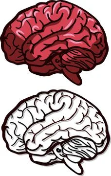 Vector illustration of a brain Stock Illustration