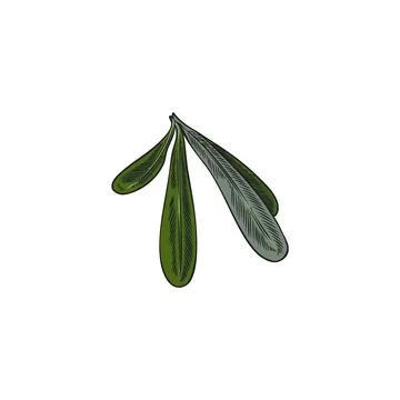 Vector illustration of a branch of green argan leaves in watercolor outline s Stock Illustration
