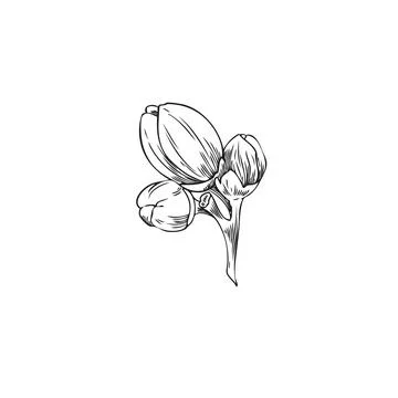Vector illustration of branch with neroli flower buds in black and white hand Stock Illustration