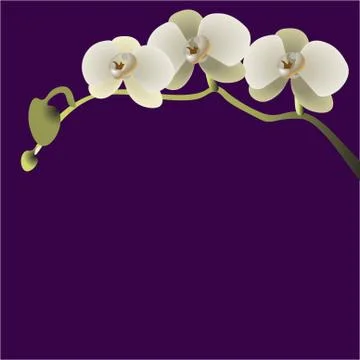Vector illustration of a branch with three flowers of orchids Stock Illustration