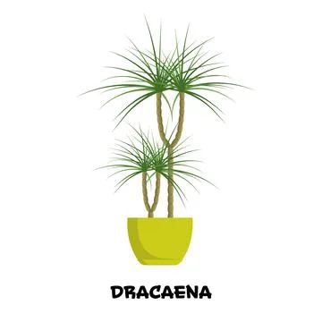 Vector illustration of bright object, home dracaena flower in a light green.. Stock Illustration
