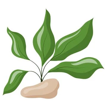 Vector illustration of broad-leaved green algae isolated on a white backgroun Stock Illustration