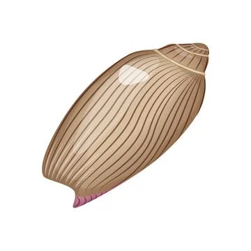 Vector Illustration of a Brown Striped Seashell Illustrazione stock