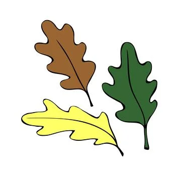 Vector illustration of brown yellow green oak leafs. Simple flat clip arts, d Stock Illustration