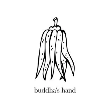 Vector illustration of the Buddha fruit. Exotic fruits. Stock Illustration