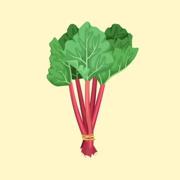 Vector illustration of a bunch of rhubarb. Summer fruits and vegetables. Stock-Illustration