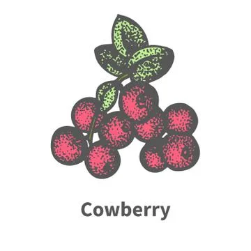 Vector illustration bunch of ripened red cowberry Stock Illustration