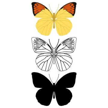 Vector illustration of Butterfly Pattern. Stock Illustration