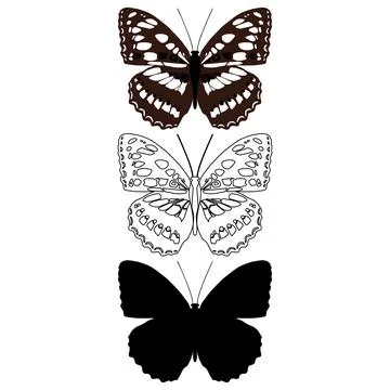 Vector illustration of Butterfly Pattern. Stock Illustration