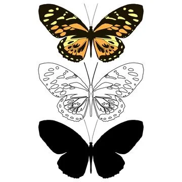 Vector illustration of Butterfly Pattern Stock Illustration