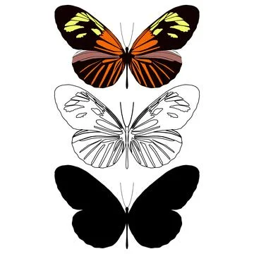 Vector illustration of Butterfly Pattern Stock Illustration