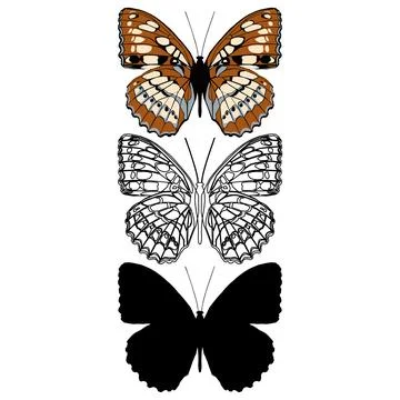 Vector illustration of Butterfly Pattern Stock Illustration