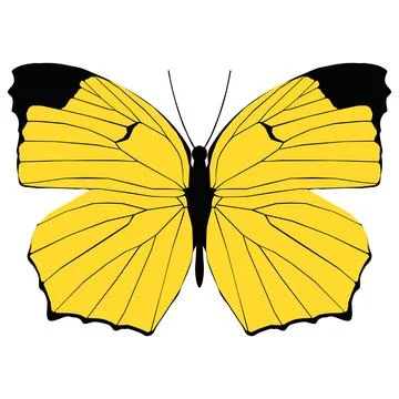 Vector illustration of Butterfly Pattern Stock Illustration