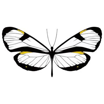 Vector illustration of Butterfly Pattern Stock Illustration