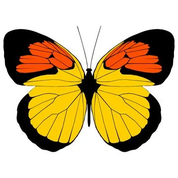 Vector illustration of Butterfly Pattern Stock Illustration