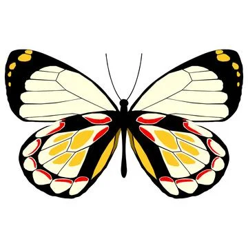 Vector illustration of Butterfly Pattern Stock Illustration