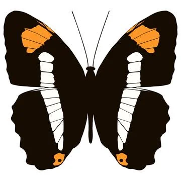 Vector illustration of Butterfly Pattern Stock Illustration