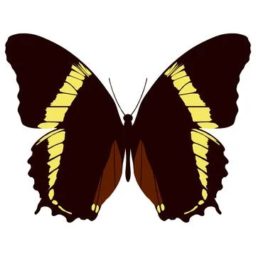 Vector illustration of Butterfly Pattern Stock Illustration