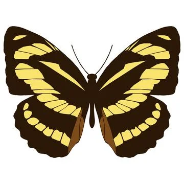 Vector illustration of Butterfly Pattern Stock Illustration