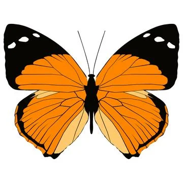 Vector illustration of Butterfly Pattern Stock Illustration