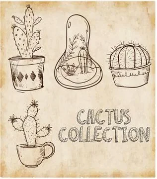 Vector illustration of a Cactus flower, cactus isolated Stock Illustration