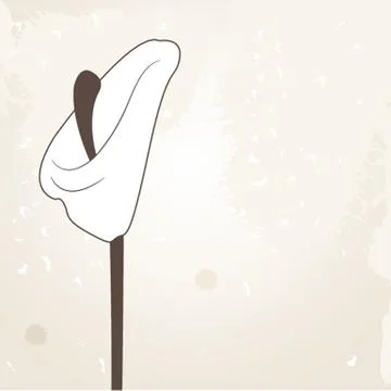 Vector illustration of calla lilies Ilustração Stock