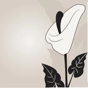 Vector illustration of calla lilies Stock-Illustration