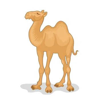 Vector illustration of camel isolated on white background Illustration