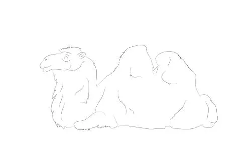 Vector illustration of a camel that lies, drawing by lines Stock Illustration