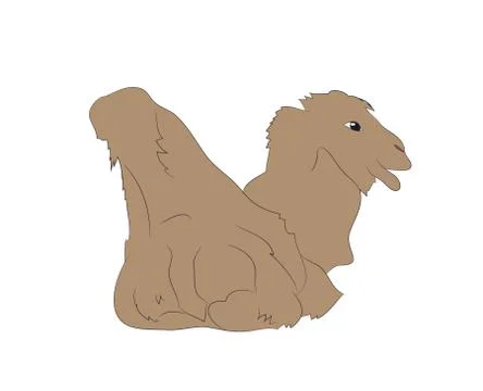 Vector illustration of a camel that lies, drawing color Stock Illustration