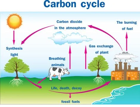Vector illustration of Carbon cycle Stock Illustration