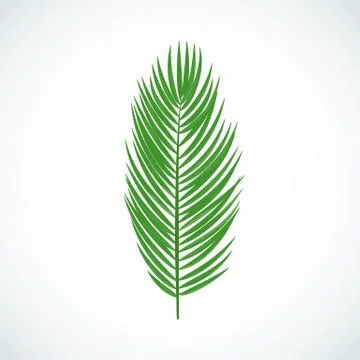 Vector illustration of cartoon tropic leaf of palm tree. Stock Illustration