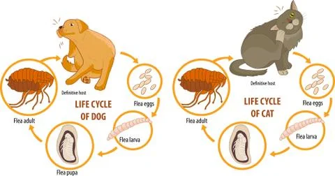 Vector illustration of cat and dog Stock Illustration