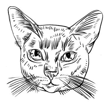 Vector illustration of cat head Illustrazione stock